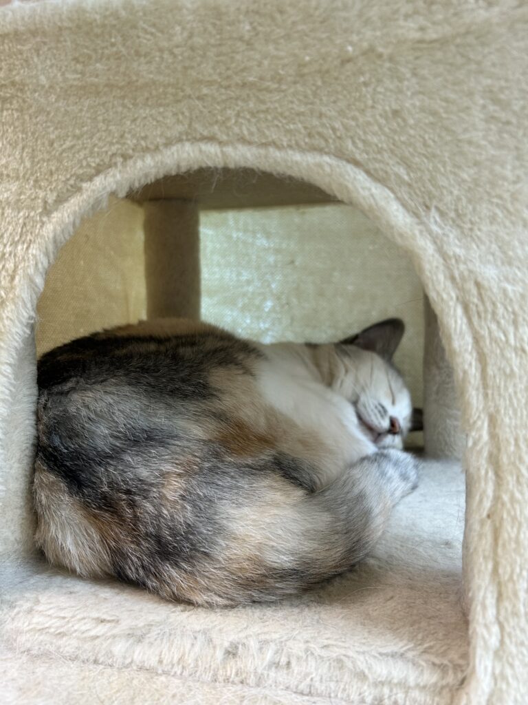 キャットタワーでお昼寝