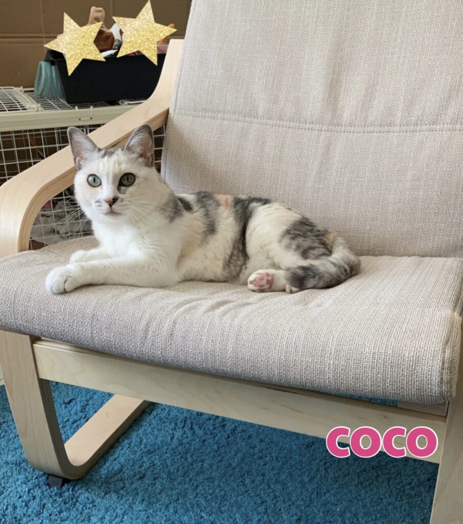 椅子の上でくつろぐココ